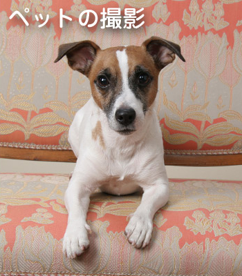 写真イガラシ ペット 写真